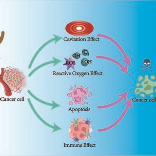 A Schematic Illustration Of The Possible Mechanisms Of Cucy Combined