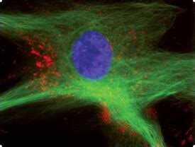 Probes For Lysosomes Peroxisomes And Yeast Vacuolessection