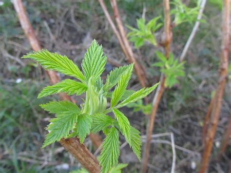 Dove Piantare I Lamponi Rubus Idaeus Come Si Coltivano Il Gusto