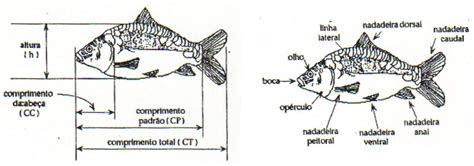 Curso Antherotec 1 Unidade Anatomia Dos Peixes AntheroTec