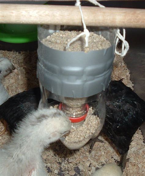 DIY bird feeders | Chicken feeder diy, Chicken feeders, Chicken diy