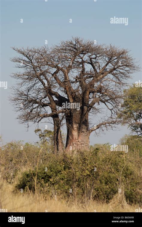 Baobab Tree In African Bush Botswana Africa Stock Photo Alamy