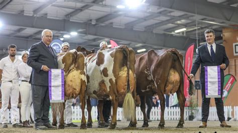 World Dairy Expo Ayrshire Open Champion Arly Marcia