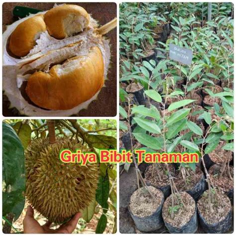 Jual BIBIT BUAH DURIAN DURI HITAM KAKI 3 Ochee Black Thorn KAKI TIGA