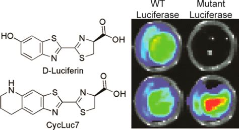 Aminoluciferins Extend Firefly Luciferase Bioluminescence Into The Near