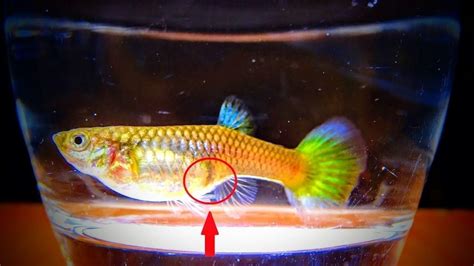 How To Breed Guppy Fish Also Known As The Million Fish Youtube