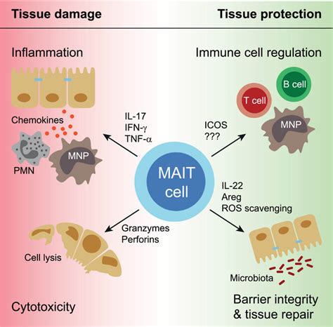 MAIT cells in immunemediated tissue injury and repair Waterhölter