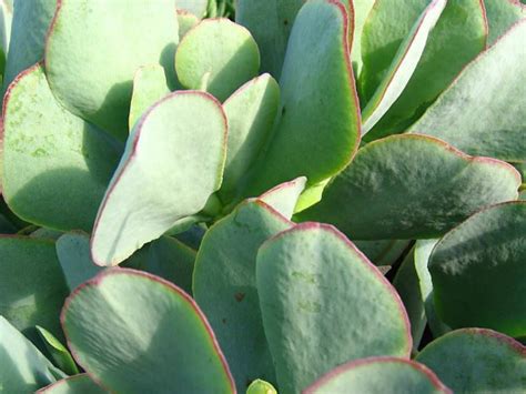 Crassula Arborescens Subsp Undulatifolia Blue Bird World Of Succulents