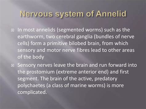 Segmented Nervous System In Annelidspptx