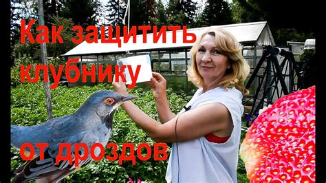 КАК ЗАЩИТИТЬ ЯГОДУ ОТ ПТИЦ - YouTube