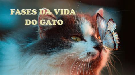 Quantas Vidas Tem O Gato LIBRAIN