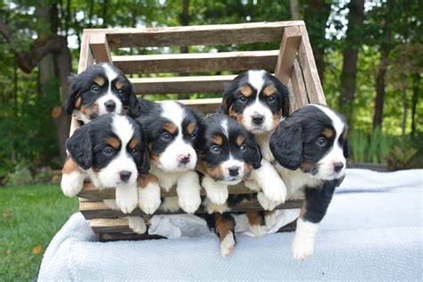 About Mini Bernese — Violet Hill Puppies