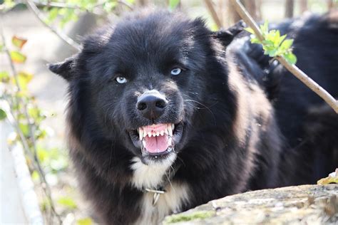 Un câine agresiv umblă liber pe străzile din Cluj Napoca Cei de la