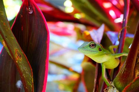 Chameleon Lizard - Free photo on Pixabay - Pixabay