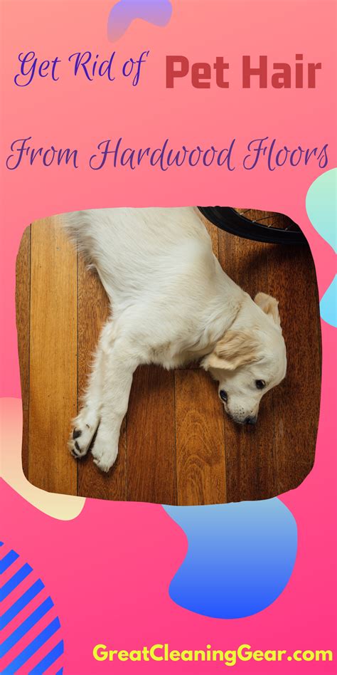 Fur-Ever Free Of Dog Hair: 5 Proven Strategies