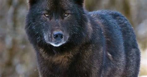 Wildlife Advocates Urge Forest Service To Protect Wolves On Prince Of