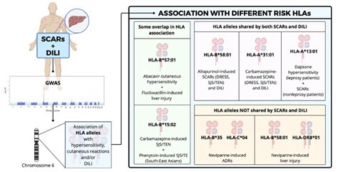 Different Gwas Determined Hla Alleles Linked To The Risk Of Developing