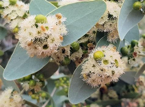 Amazon Eucalyptus Coccifera Tasmanian Snow Gum Seeds Seeds