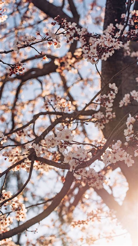 Wallpaper Cherry Tree Flor De Cerejeira Papel De Parede Flores