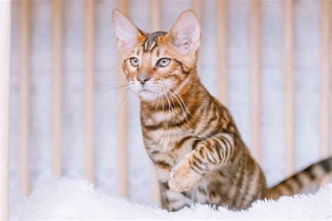 Toyger cats: What you need to know | PawTracks