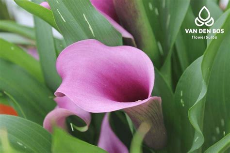 Paco® Calla Van Den Bos Flowerbulbs