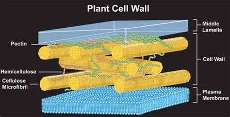 Name The Cell Structure That Is Made Up Of Cellulose Socratic