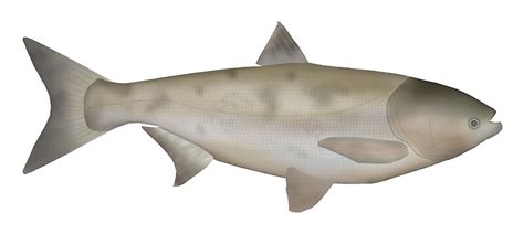 "Bighead Carp" by fishfolkart | Redbubble