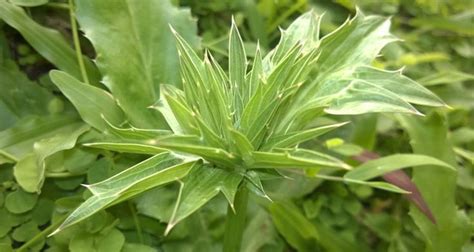 A Close Up View Of Some Green Plants