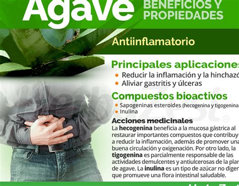 Cómo plantar agave azul y disfrutar de sus beneficios medicinales