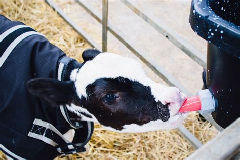 Calf Rearers Urged To Review Dairy Protein Farmers Guide