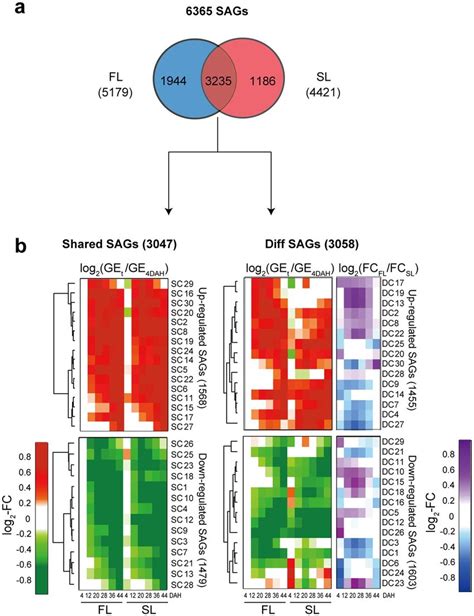 SAGs With Shared And Different Expression Patterns Between FL And SL