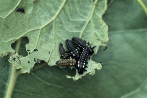 Cottonwood Leaf Beetle Chrysomela Scripta