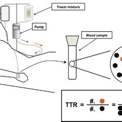 Schematic Diagram Of Human Stable Isotope Infusion Study It Is Typical