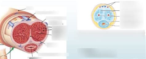 Transverse Section Diagram Quizlet