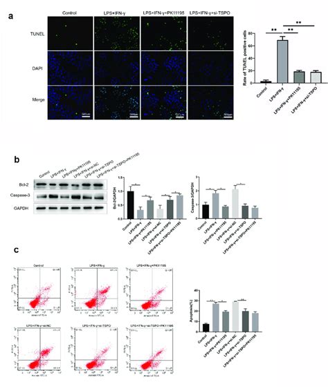 Knockdown Of Tspo And Pk Treatment Partly Protects Microglia From