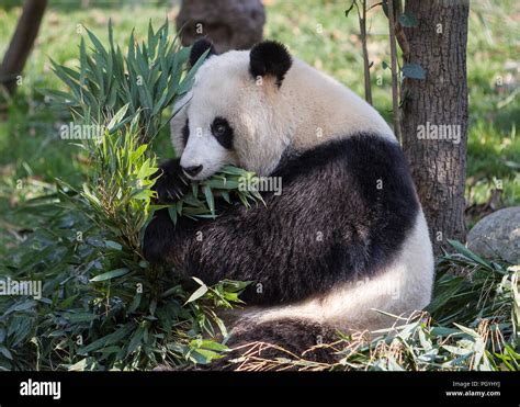 Panda eating Bamboo Stock Photo - Alamy