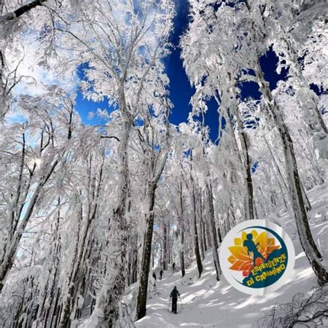 Ciaspolata Sul Monte Falco Esperienze E Viaggi A Piedi In Toscana