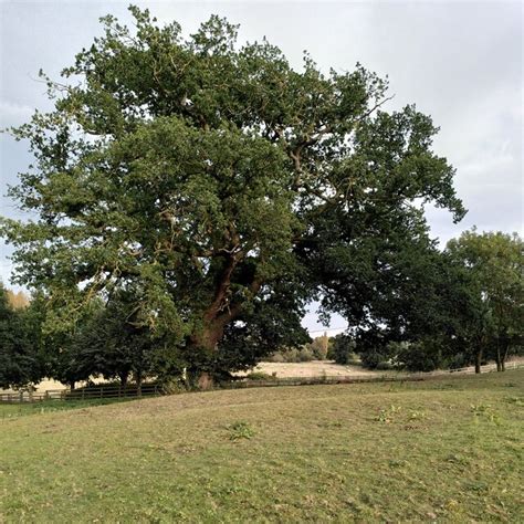 Oak Tree By The Path From Lillington To A J Paxton Geograph