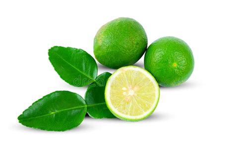 Citrus Aurantifolia Christm Swingle Common Name Common Lime This