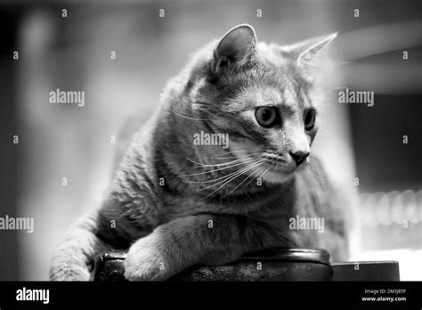 A Grayscale Of A Cute American Shorthair Cat Resting At Home On The