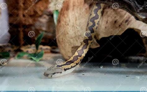 Kenyan Sand Boa Snake Aka Old World Sand Boas Is Nonvenomous Snake