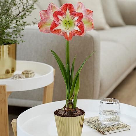 Amazon Van Zyverden Amaryllis Kit Minerva With Small Fluted Iron