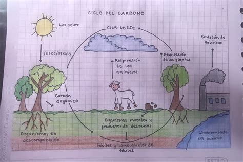 Ciclo del carbono – Artofit