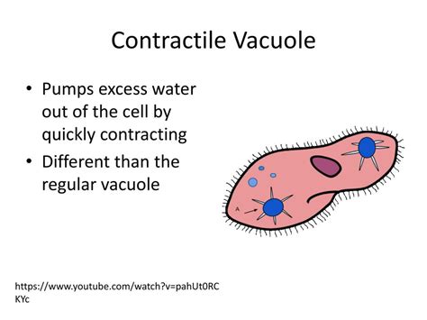 Hw Ip Unicellular Adaptations Ppt Download