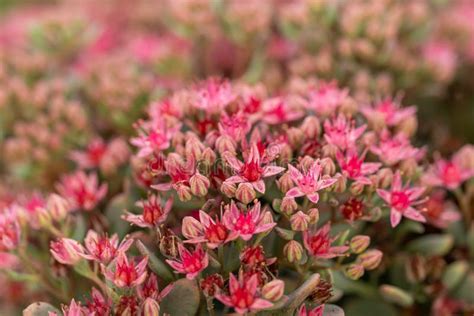 Cliff Stonecrop Hylotelephium Cauticola Lidakense Pinkish Red Flower