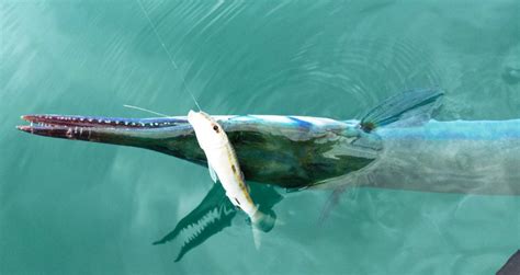 needlefish Archives - Hawaii Nearshore Fishing