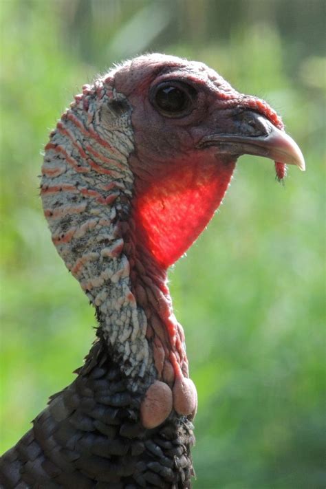 Wild Turkey North Oaks Minnesota ©steve Frye Wild Turkey Wild