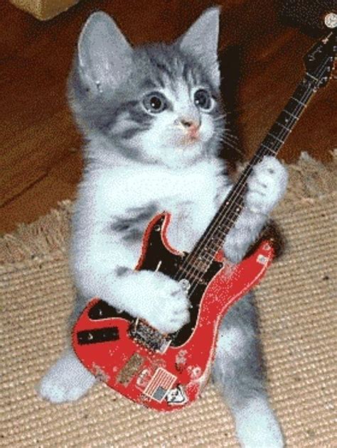 Gatito Rockero In 2023 Cat Pics Silly Cats Pictures Silly Cats