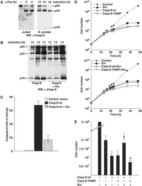 Src Kinase Phosphorylates Caspase On Tyr And Modulates Its