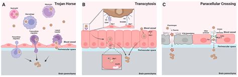 JoF Free Full Text Cryptococcus Neoformans Infection In The Central